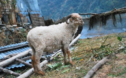 Goat to the slaughter in Jhinu Danda, Nepal. © Desiree Koh